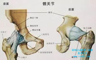 股骨和骨盆相连接处，即股骨大转子和骨盆的髋臼相接，形成球窝关节