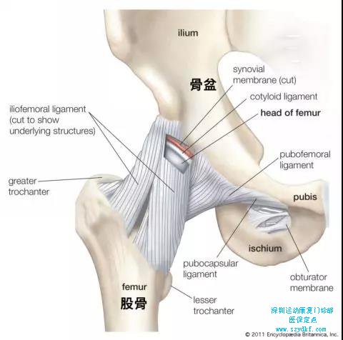 髋关节周围有许多韧带与关节囊，直立时起到稳定的作用