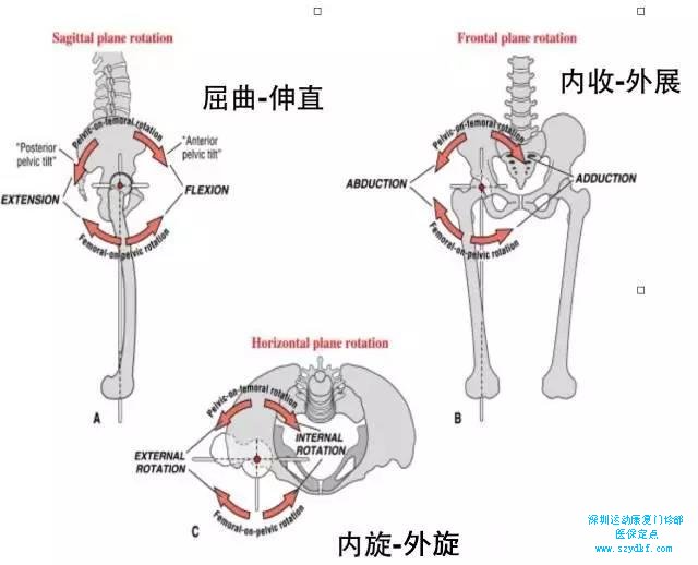 髋关节活动有前屈、后伸、外展、内收、外旋、内旋六个动，作为受力关节
