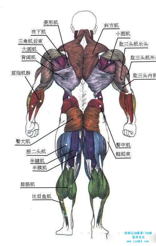 背面肌肉图