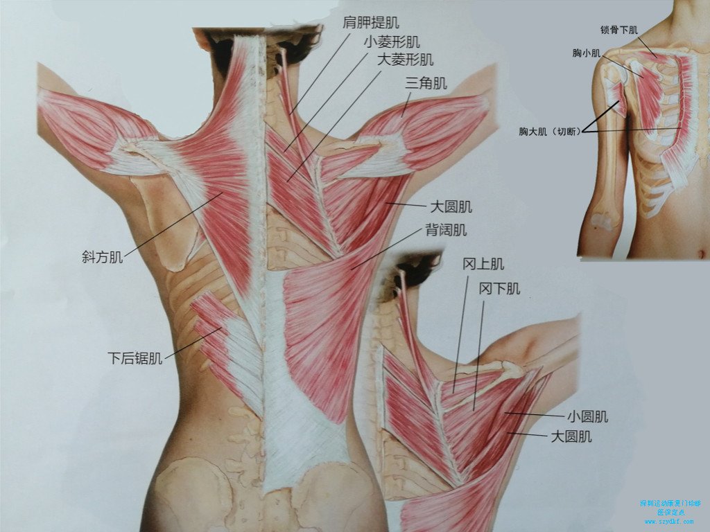 后背的结实、紧致就意味着